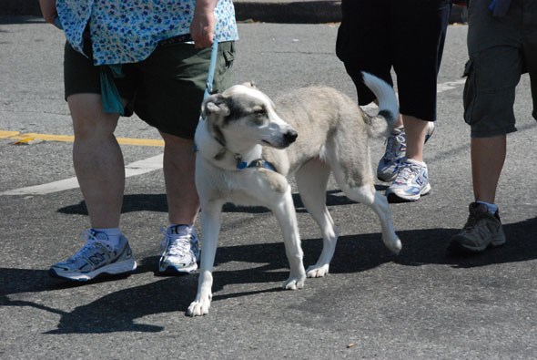 dogtowncarfree26