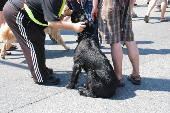 dogtowncarfree27