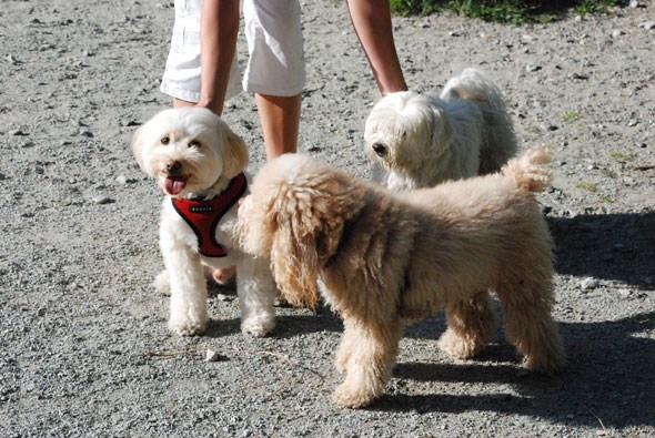 vancouverdogbeach1