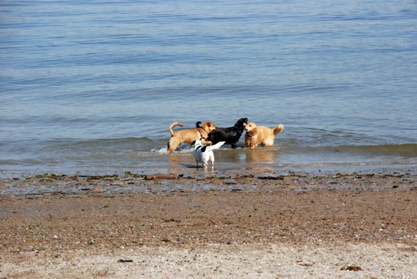 vancouverdogbeach2