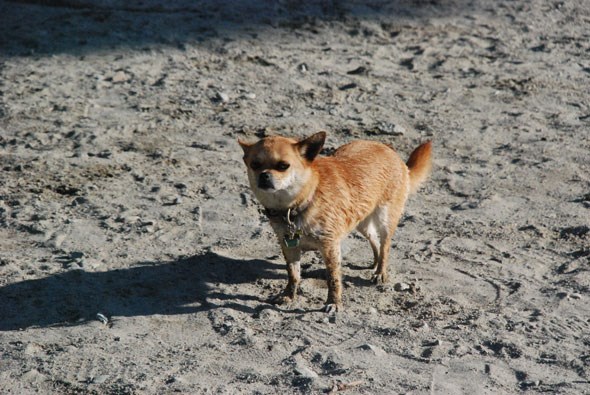 vancouverdogbeach24