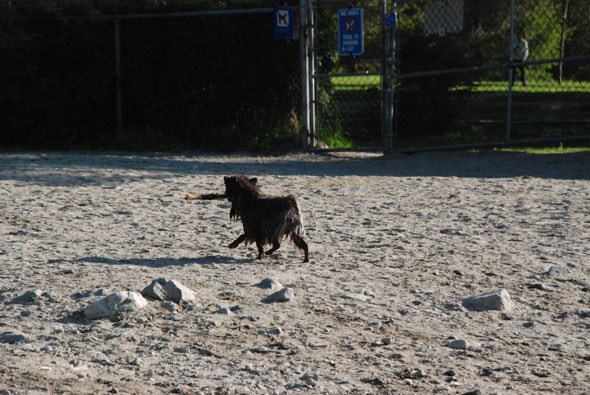 vancouverdogbeach25