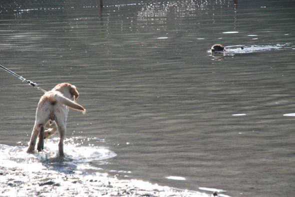 vancouverdogbeach26