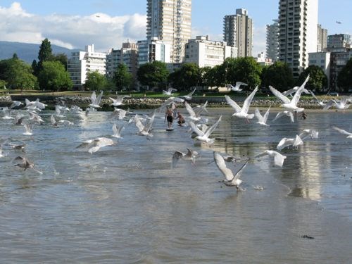 jesse-and-dax-english-bay-seagulls