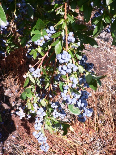 blue1