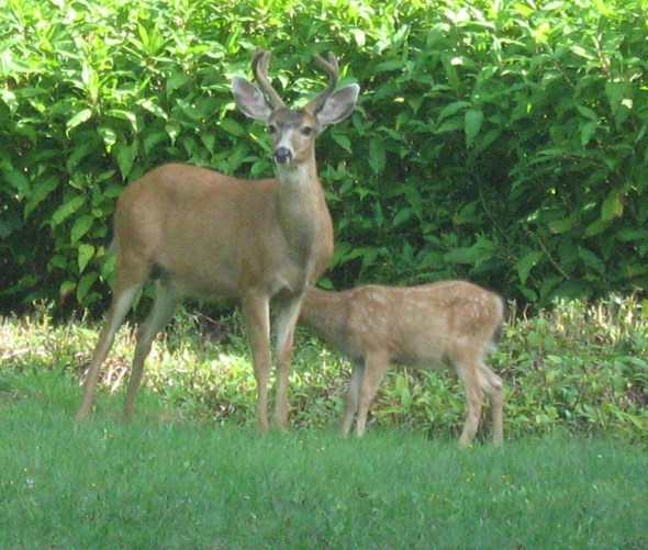 Father and Fawn