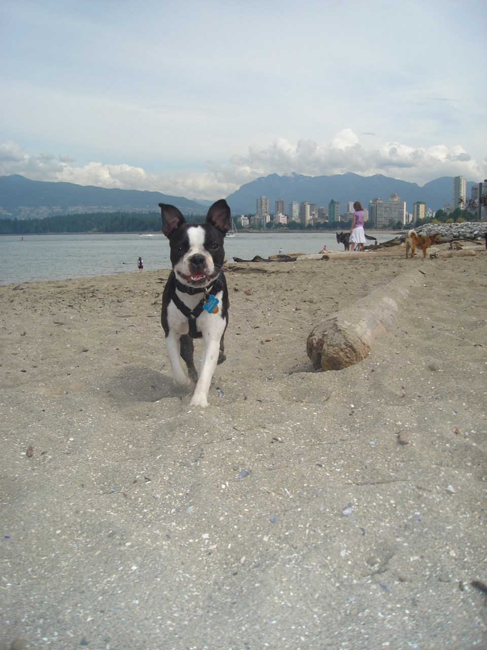 kits-dog-beach