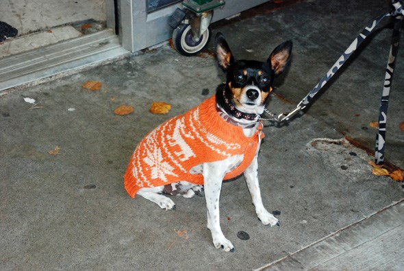 dogsweater