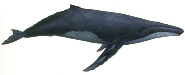 humpbackwhale