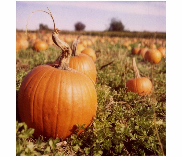 pumpkins