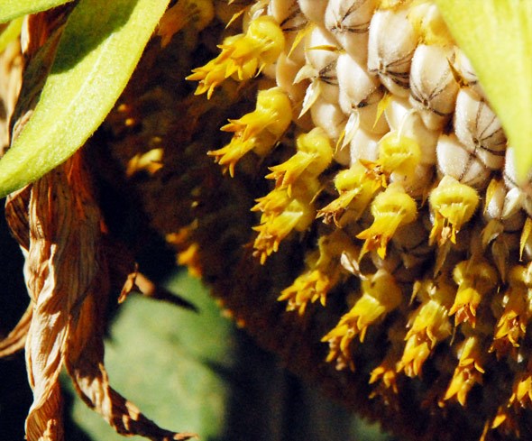 sunflower2