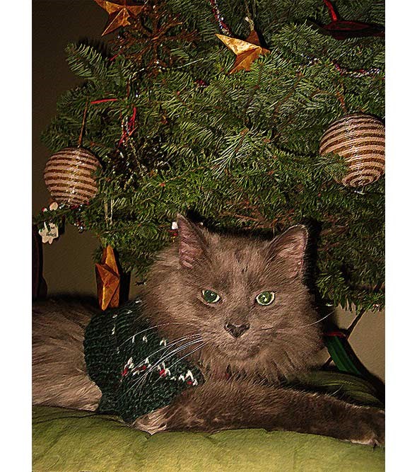 catinasweater