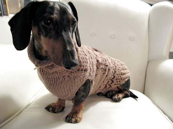 dogsweater1