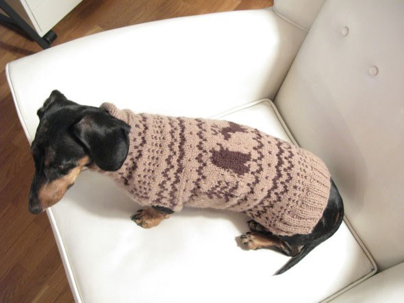 dogsweater2