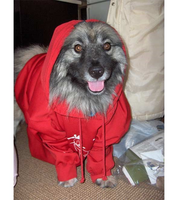 nachodog