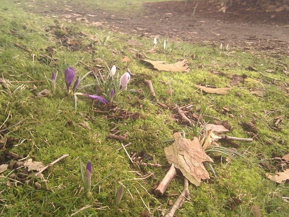 crocuses