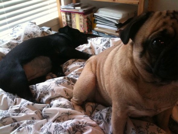 pugs
