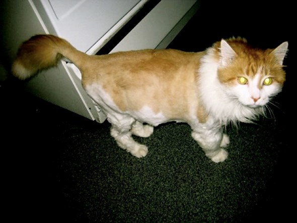 Fergus2