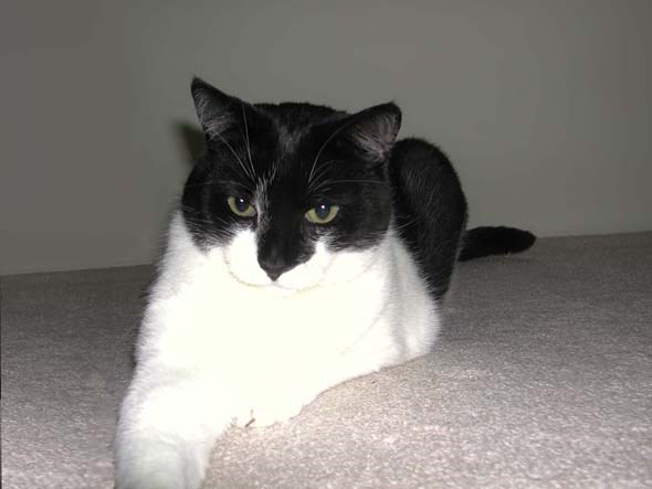 Oreo06