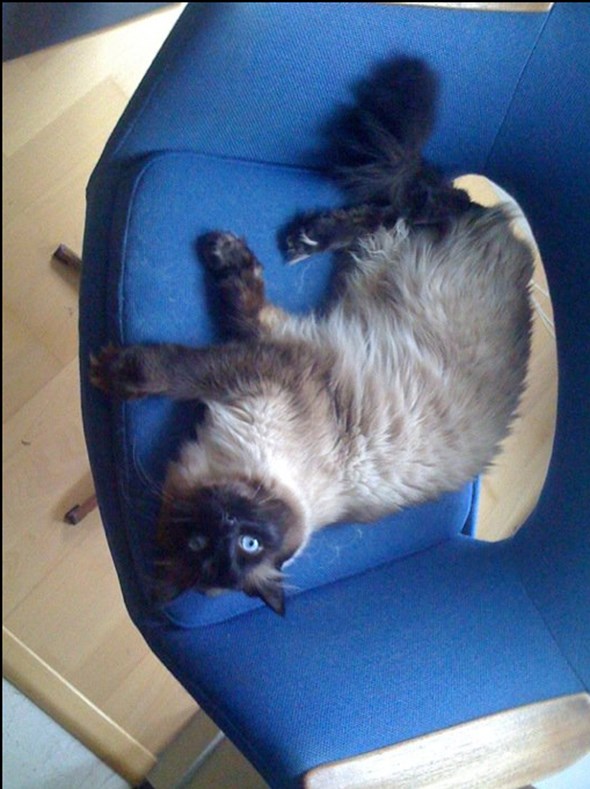theo-chair