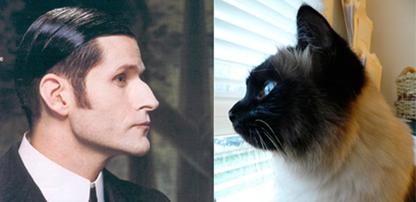theo crispin-cat