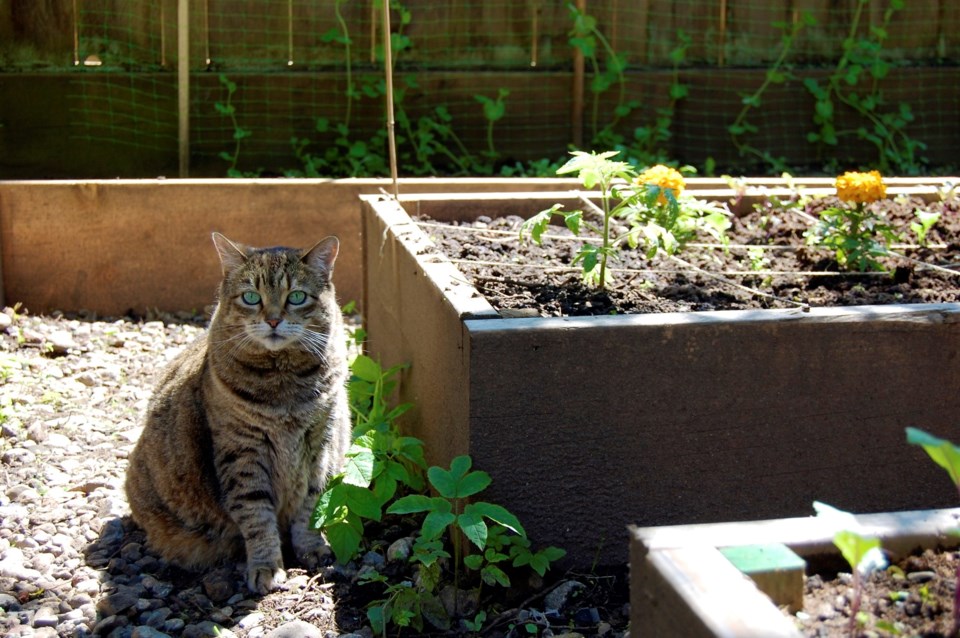 Cat in the garden