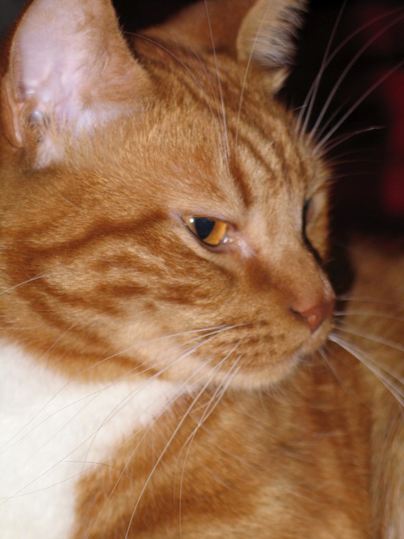 Hamish2
