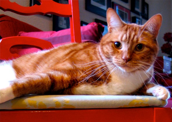 Hamish4