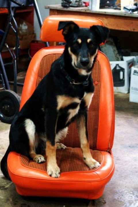 mooseonchair