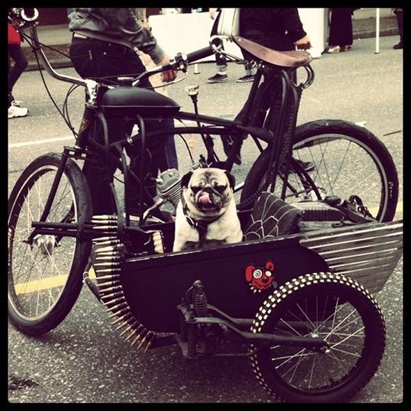 yoda the pug at car free main