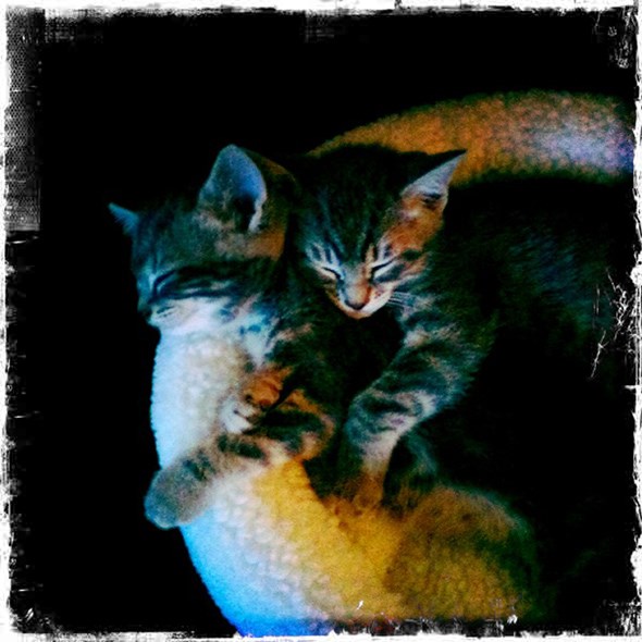 Lux& Loki