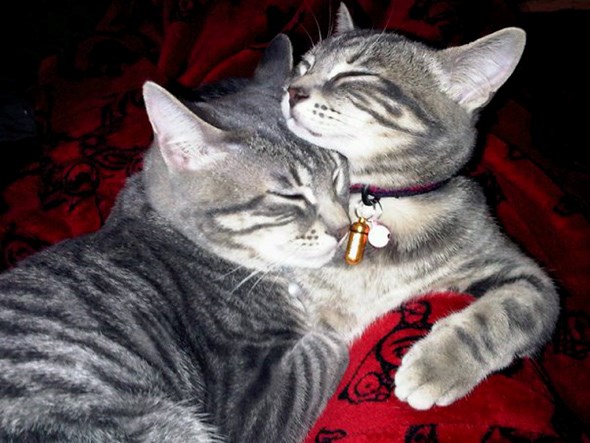 Lux&Loki2