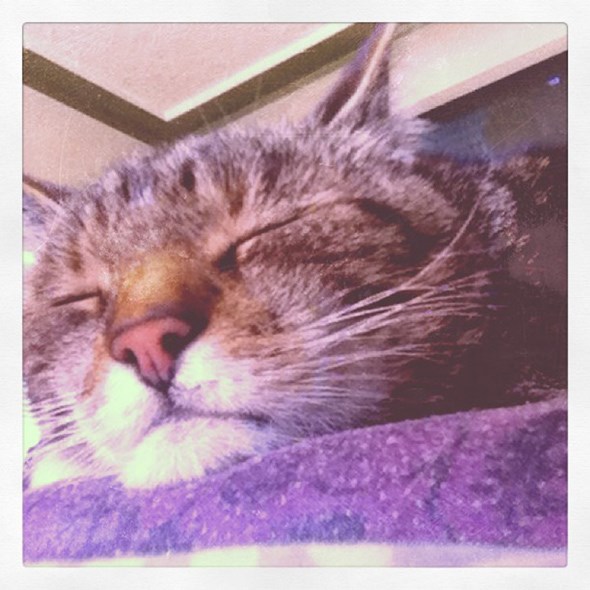 Mr. Pickles 2