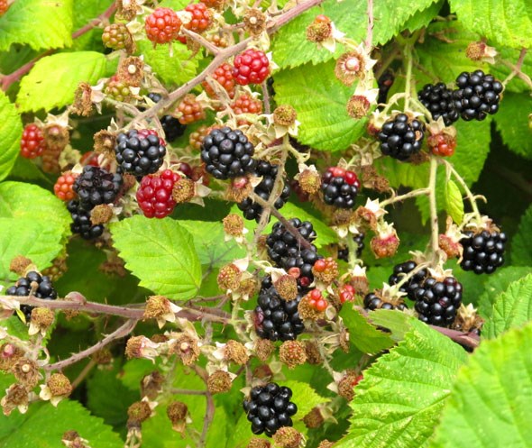 vancouver blackberries