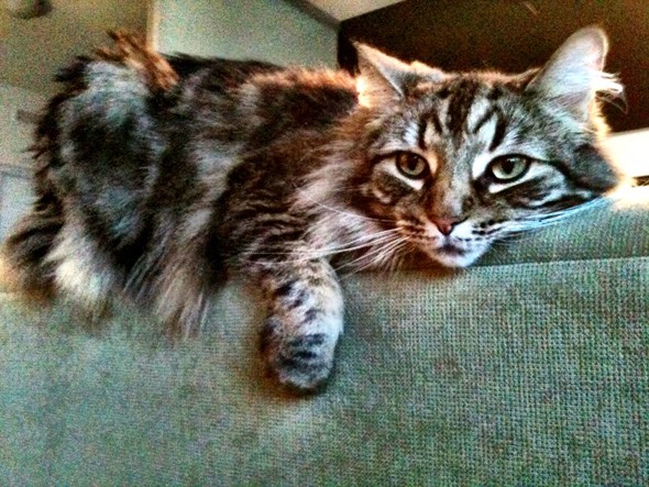 Marley 1