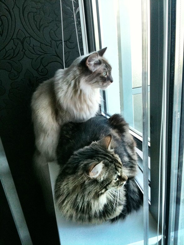 Marley & Neeko