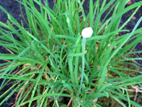 coriander plant