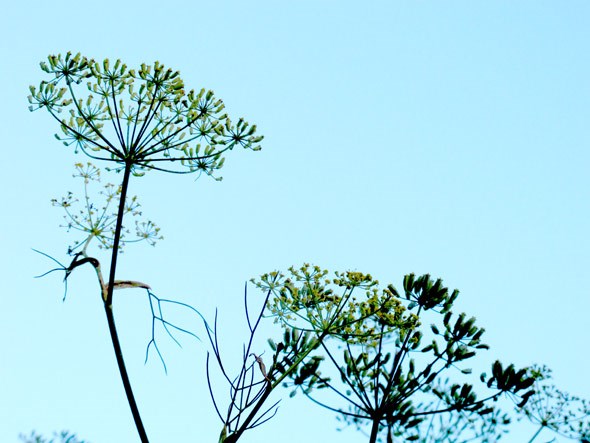 fennel