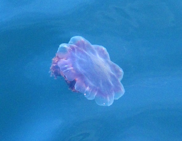 Jellyfish gulf islands