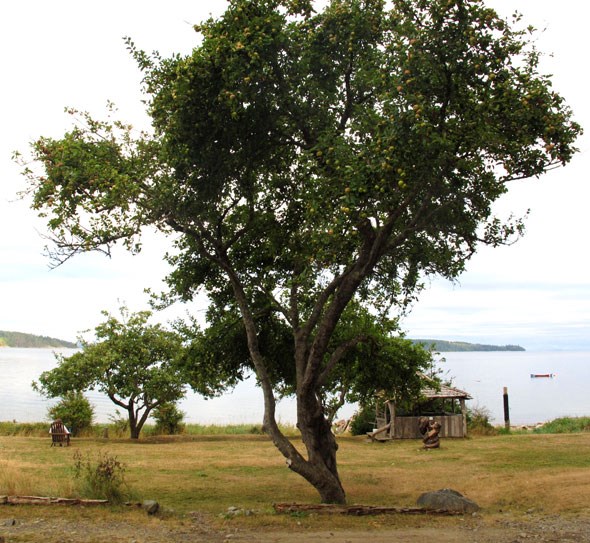 Hollyhock apple tree