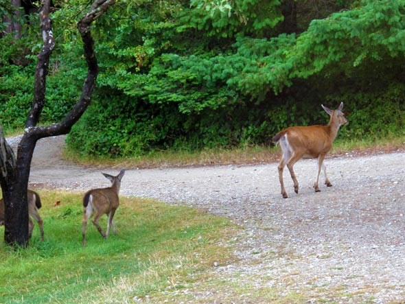 Social Venture Institute deer