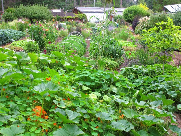 Hollyhock garden