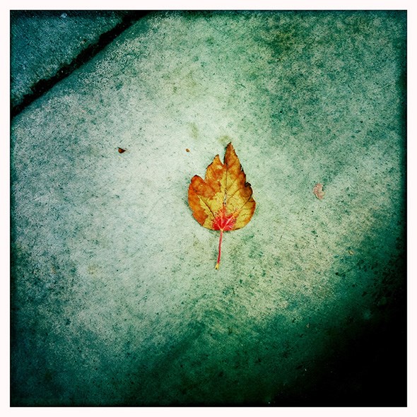 pretty-leaf