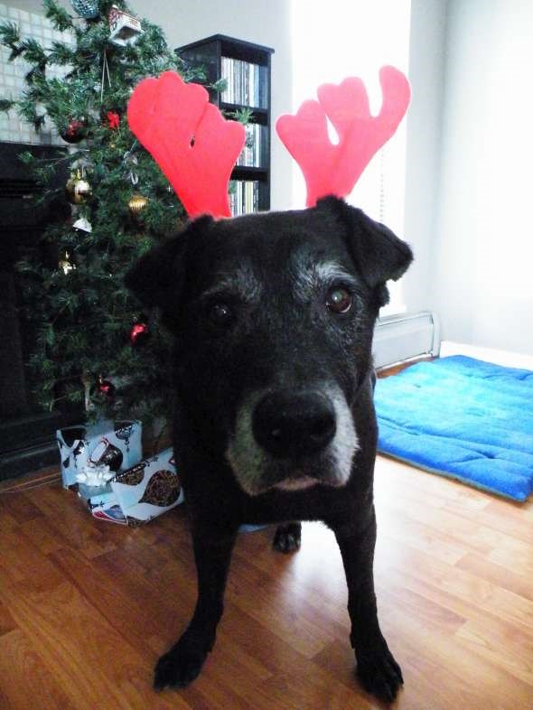 Lou_w_antlers-W590