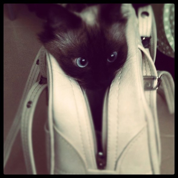 stu in a bag