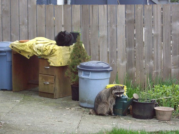 Eddy & racoon