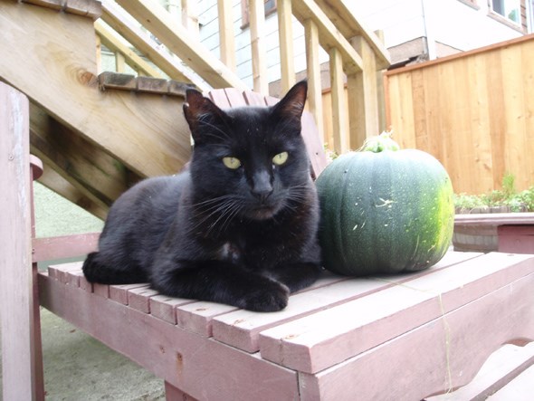 Eddy and pumpkin