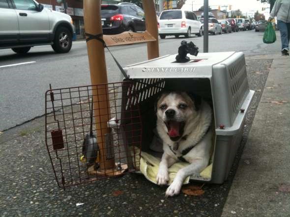 bernie travel cage-W590