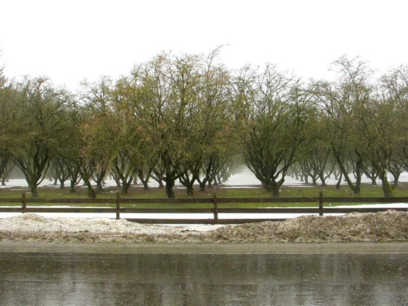 Hazelnut trees