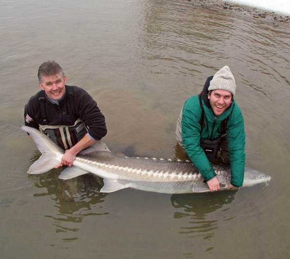 Sturgeon